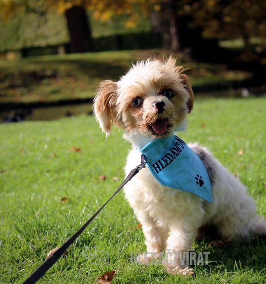 K adopci pes: Kříženec - White- adoptovaný z útulku pes-nejvernejsi-pritel