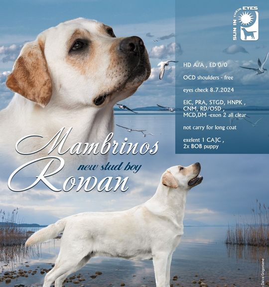 Na prodej pes: Labradorský retriever. Inzerát názvem Labradorský retrívr štěňata rezervace 2026 od chovatelské stanice emeraldmarvel