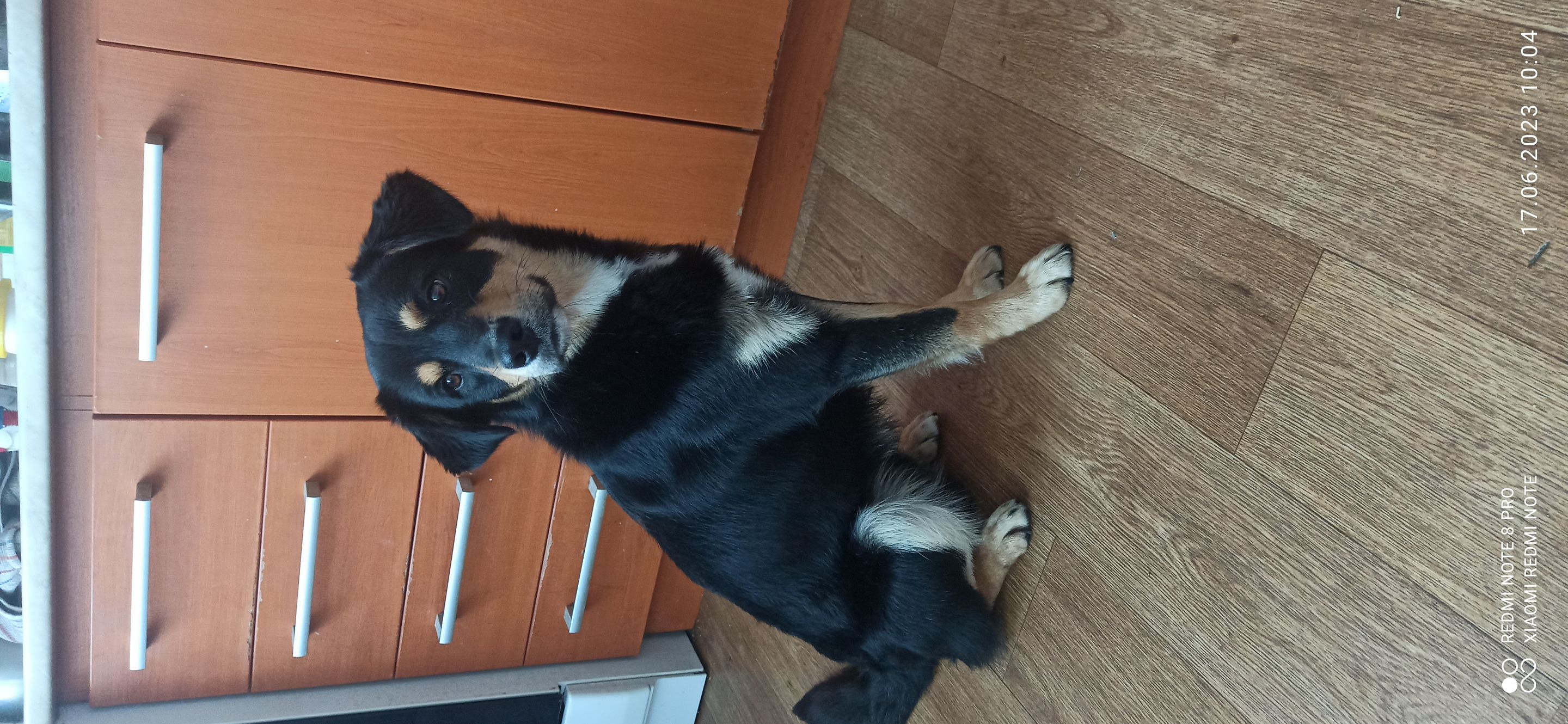 Ostatní plemena, skupina Ostatní plemena a kříženci