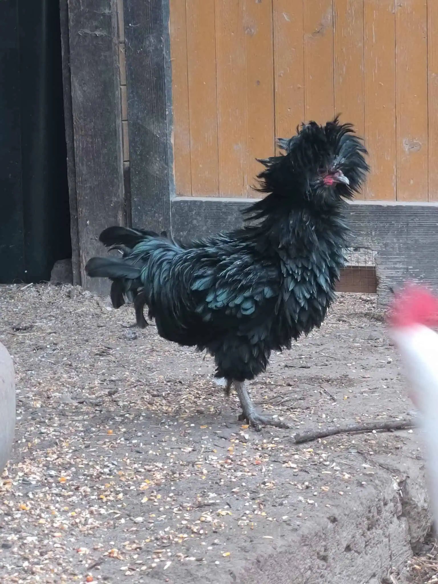 Drůbež, skupina Hospodářská zvířata