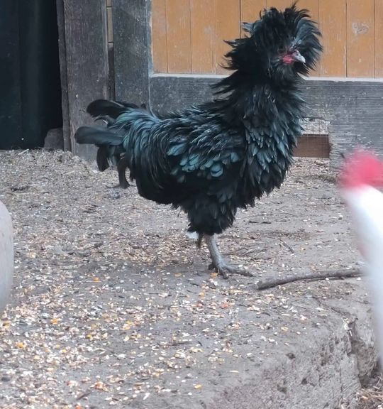 K adopci pes: Drůbež - Kohoutek Elvis z útulku destinypet