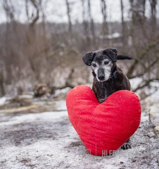 K adopci pes: Kříženec - Lejla se smutným osudem z útulku psi-seniori-v-nouzi
