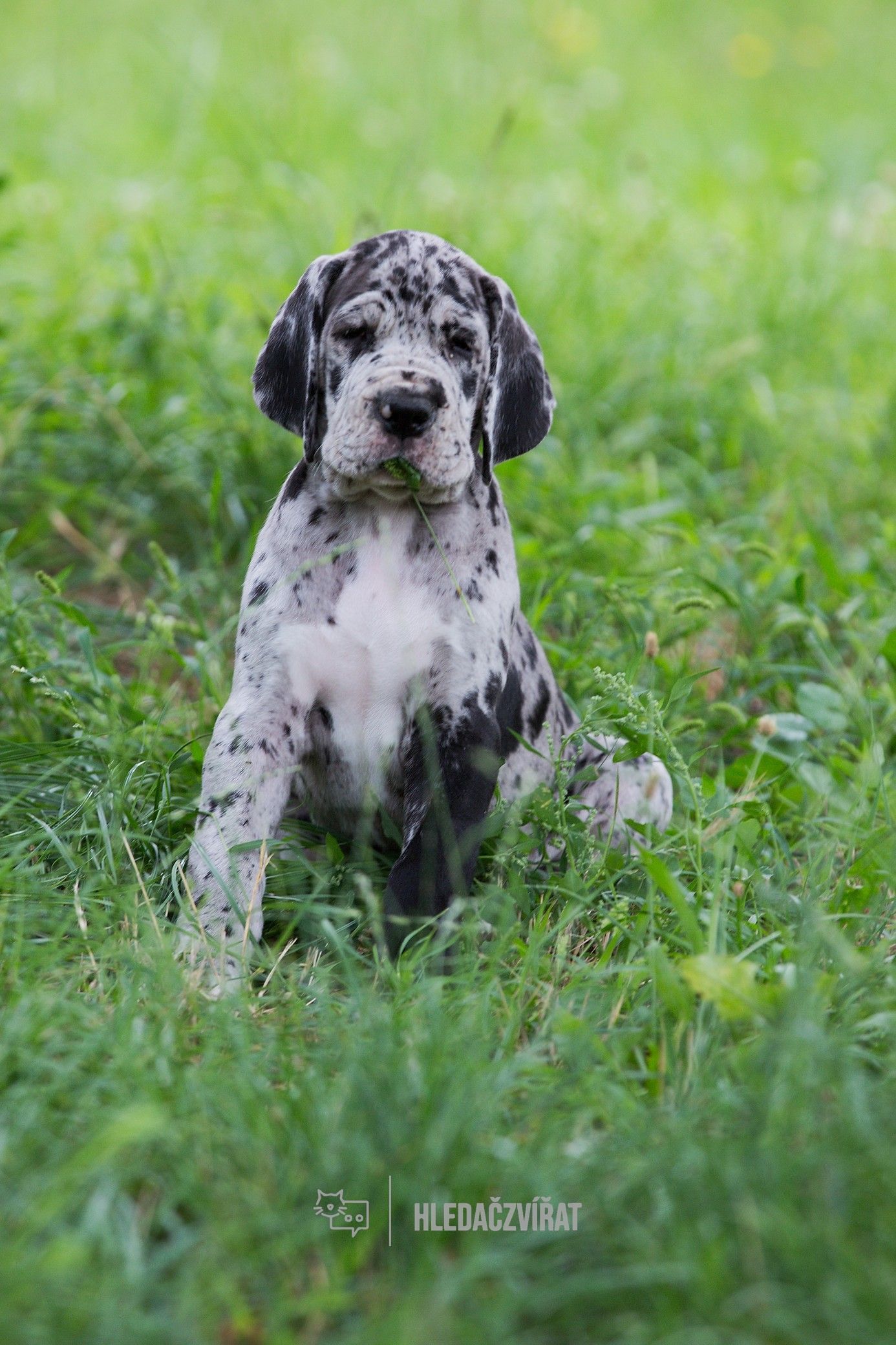 Německá doga, skupina Pinčové, knírači, plemena molossoidní a švýcarští salašničtí psi
