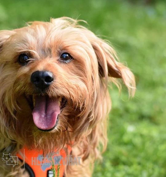 K adopci pes: Kříženec - Norman z útulku psi-utulek-zelene-vendoli