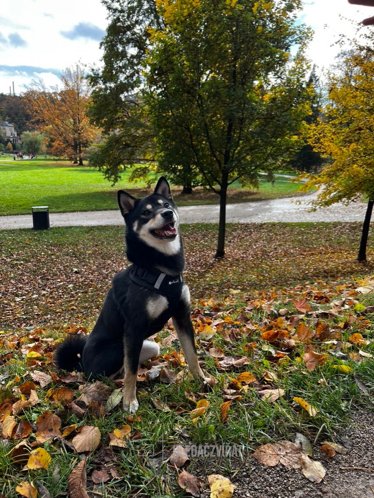 Shiba Inu, skupina Špicové a tzv. primitivní plemena