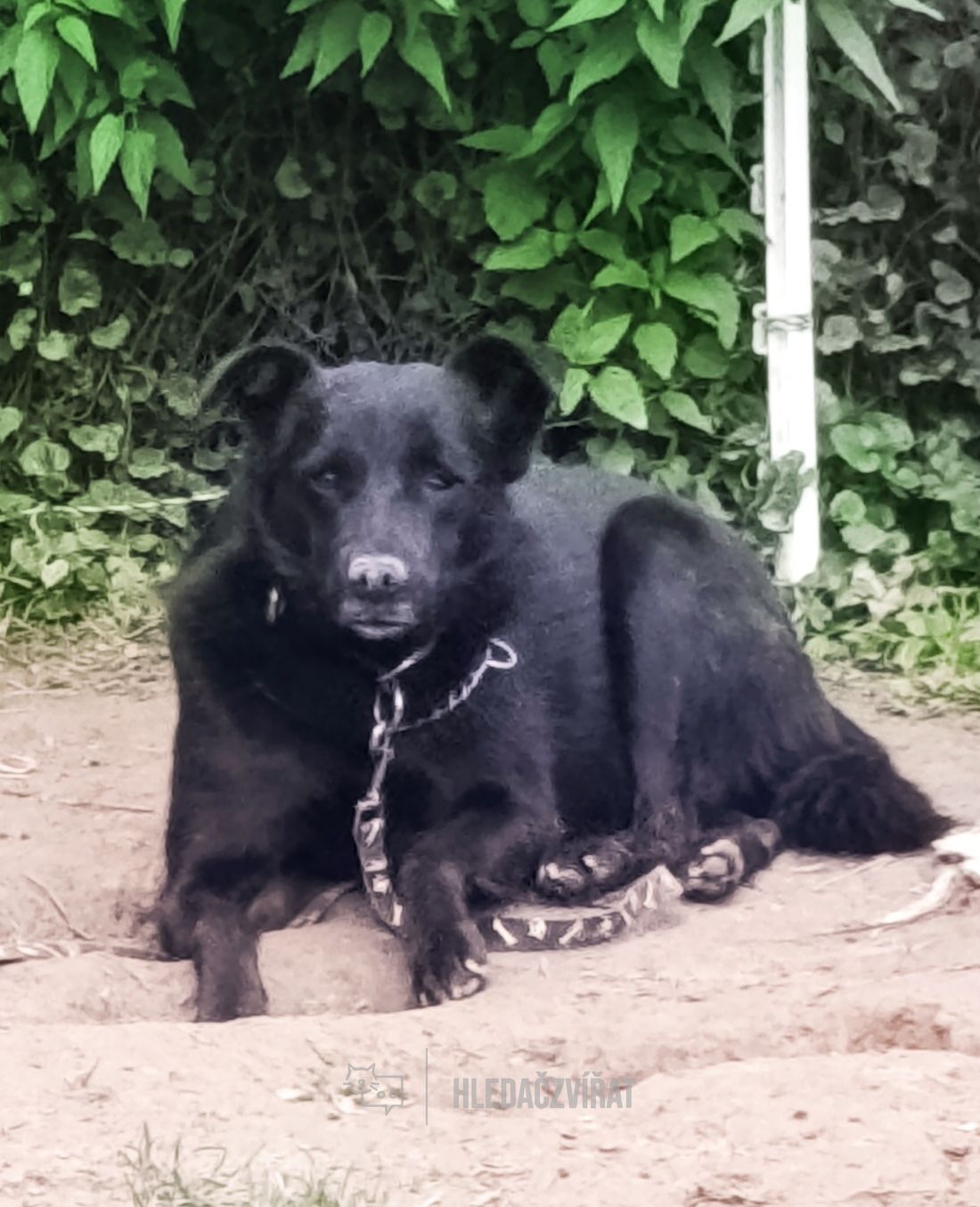 Kříženec, skupina Ostatní plemena a kříženci