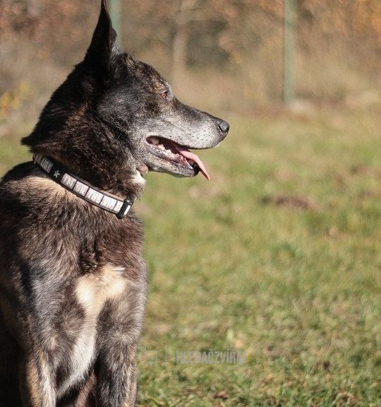 K adopci pes: Holandský ovčák - Ross z útulku utulek-sokolov