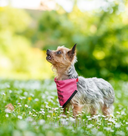 K adopci pes: Yorkšírský teriér - Elinka- adoptovaná z útulku pes-nejvernejsi-pritel