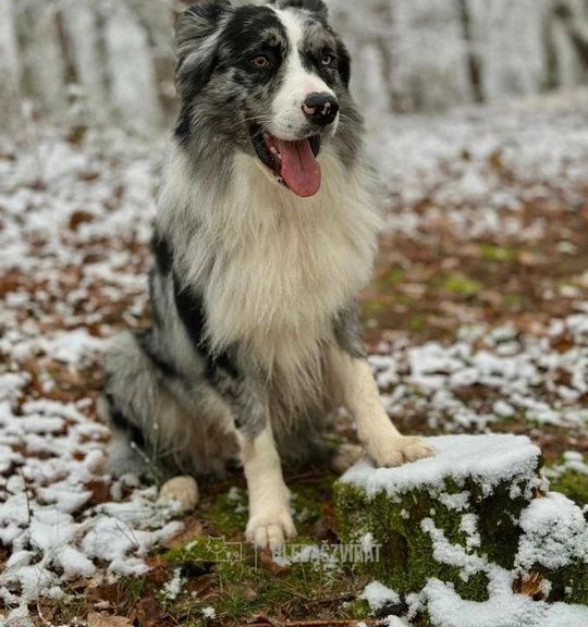 K adopci pes: Border kolie - Willy hledá domov plný lásky a dobrodružství z útulku docaskydede