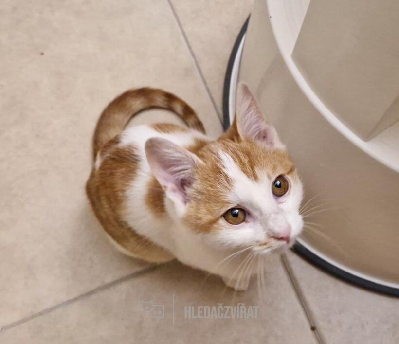 Domácí kočka, skupina Domácí kočky (ostatní/kříženci)