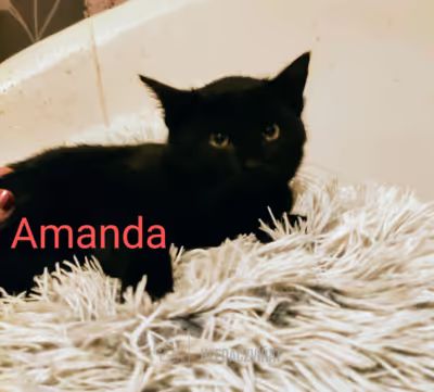 Domácí kočka, skupina Domácí kočky (ostatní/kříženci)