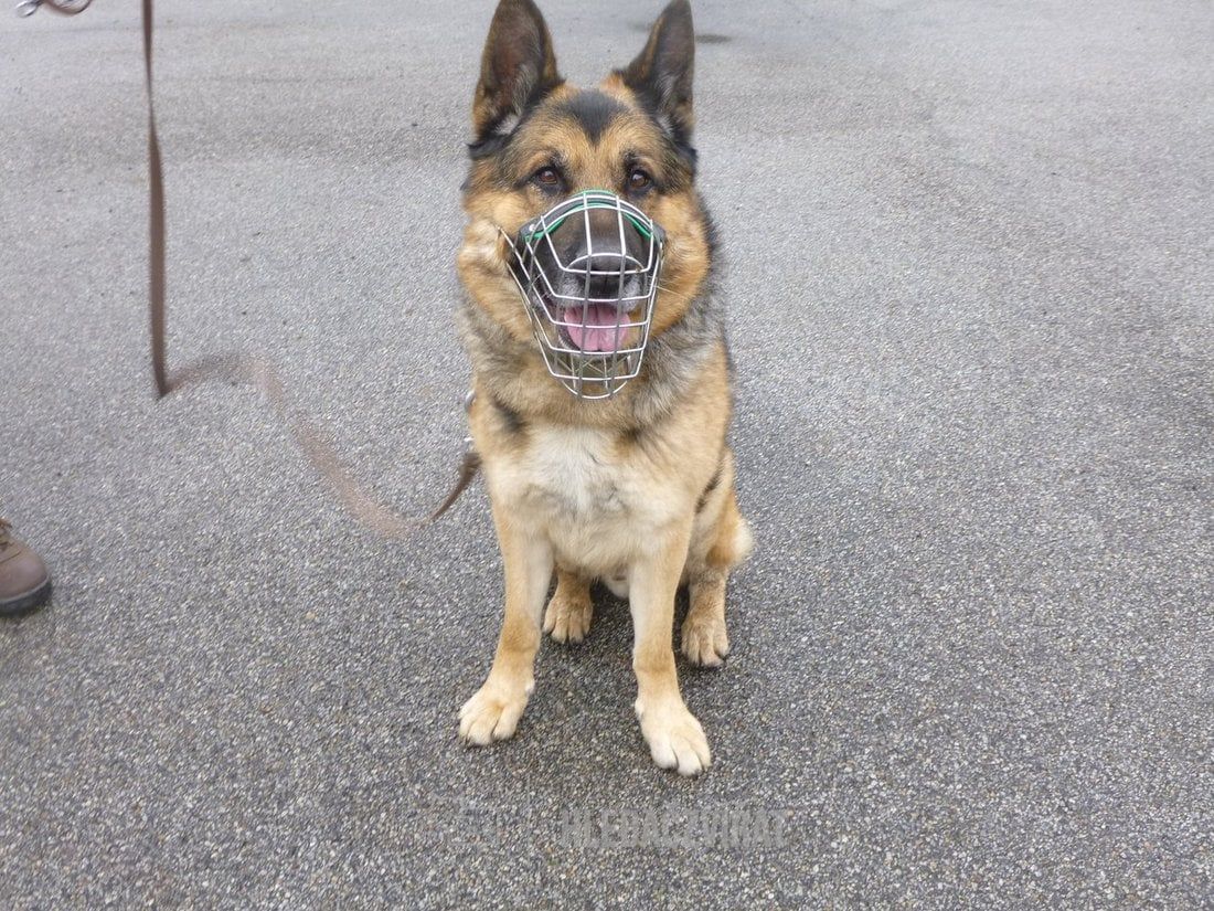 Německý ovčák, skupina Ovčácká, pastevecká a honácká plemena