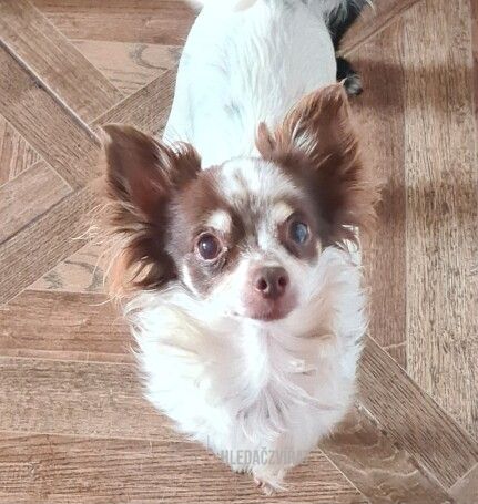 Čivava, skupina Plemena společenská