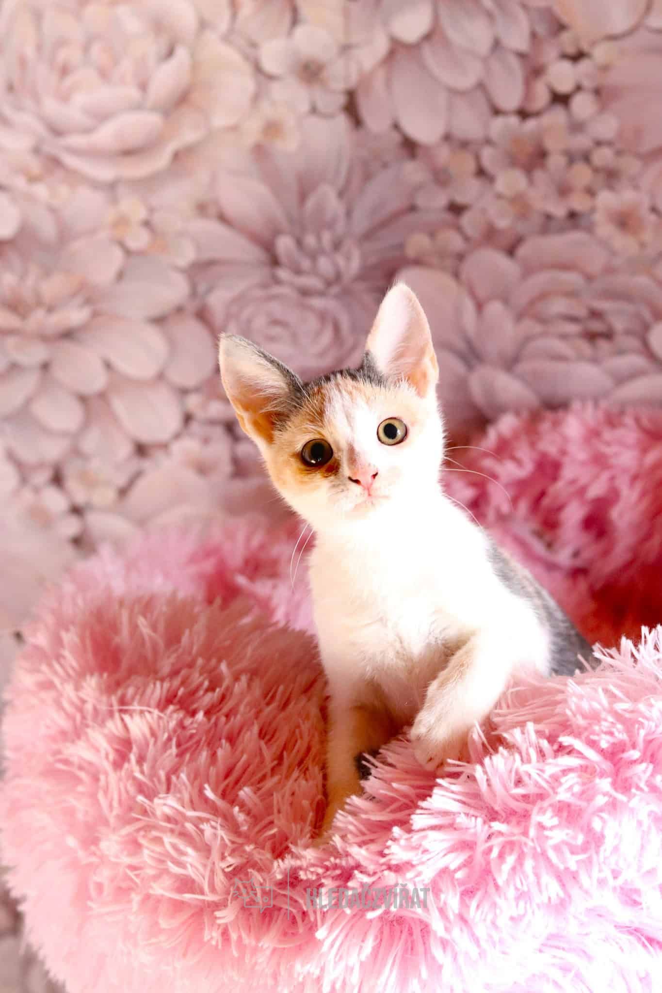 Domácí kočka, skupina Domácí kočky (ostatní/kříženci)