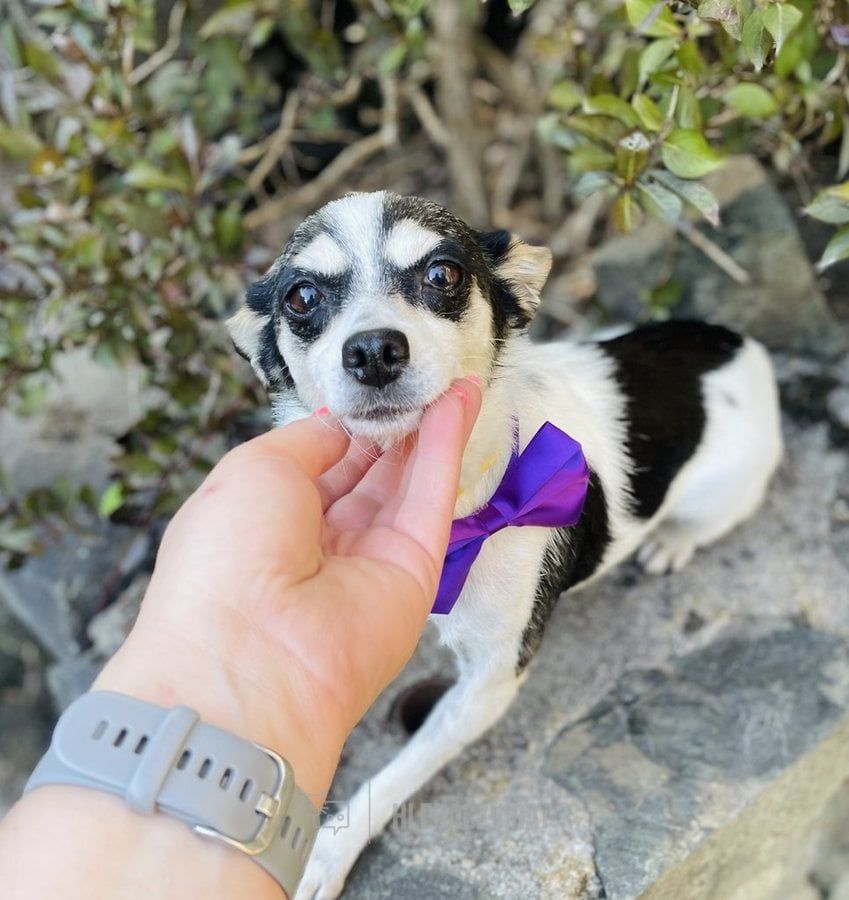 Čivava, skupina Plemena společenská