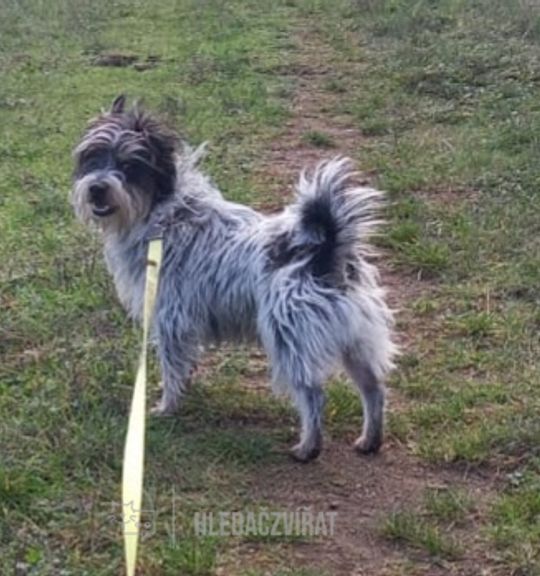 K adopci pes: Yorkšírský teriér - Ben z útulku domov-fauny