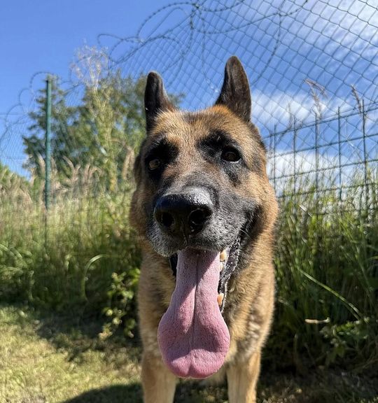 K adopci pes: Německý ovčák - Aron z útulku PsiUtulekCeskyKrumlov