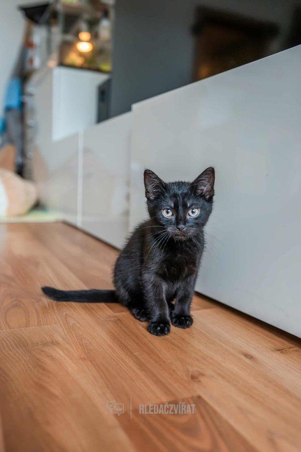 Domácí kočka, skupina Domácí kočky (ostatní/kříženci)