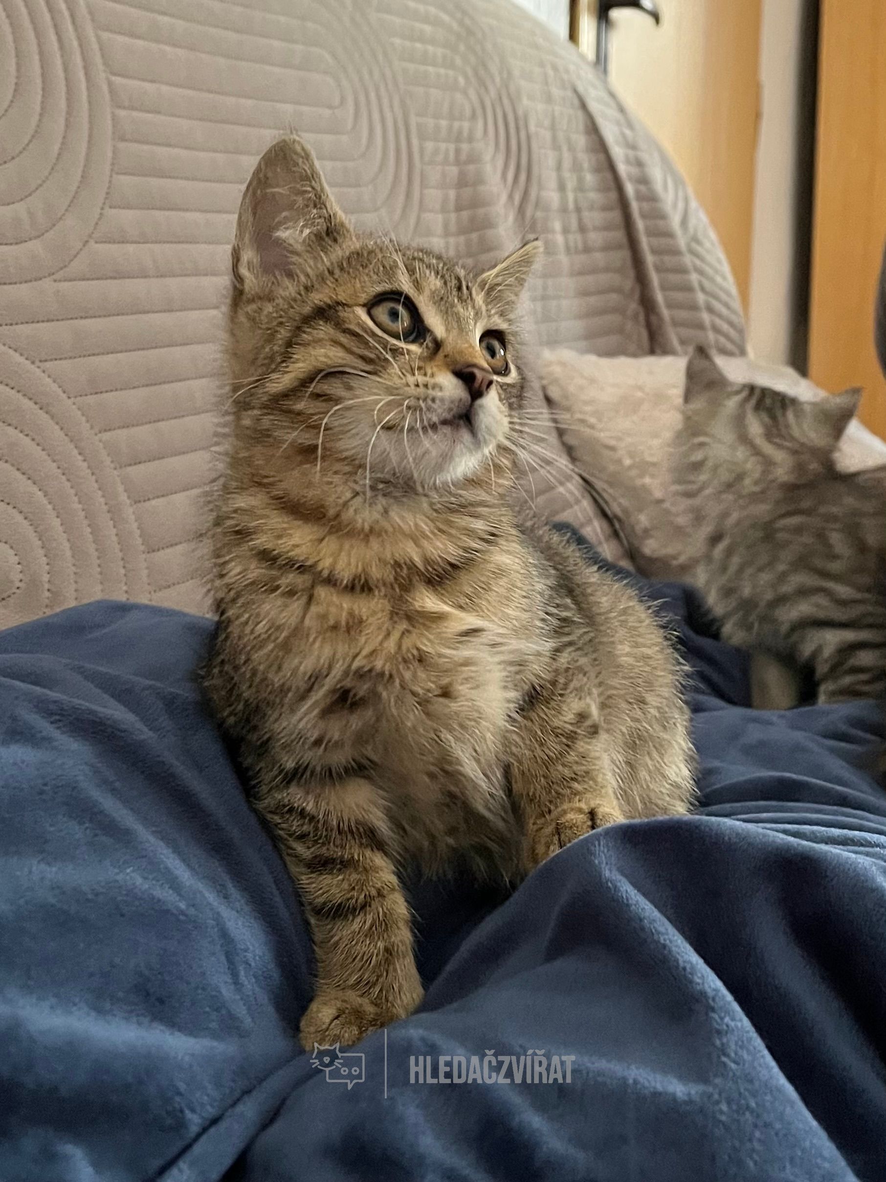 Ostatní plemena, skupina Domácí kočky (ostatní/kříženci)