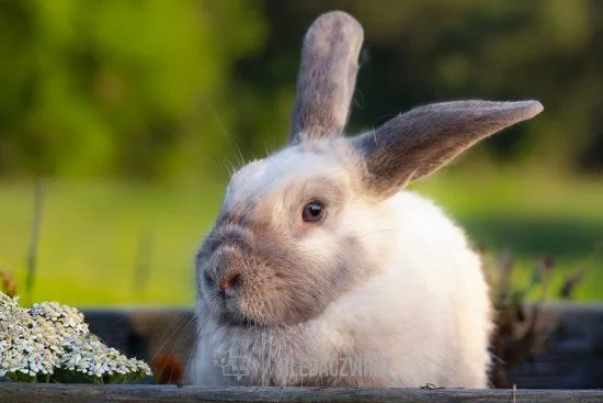 Drobní savci, skupina Drobní savci