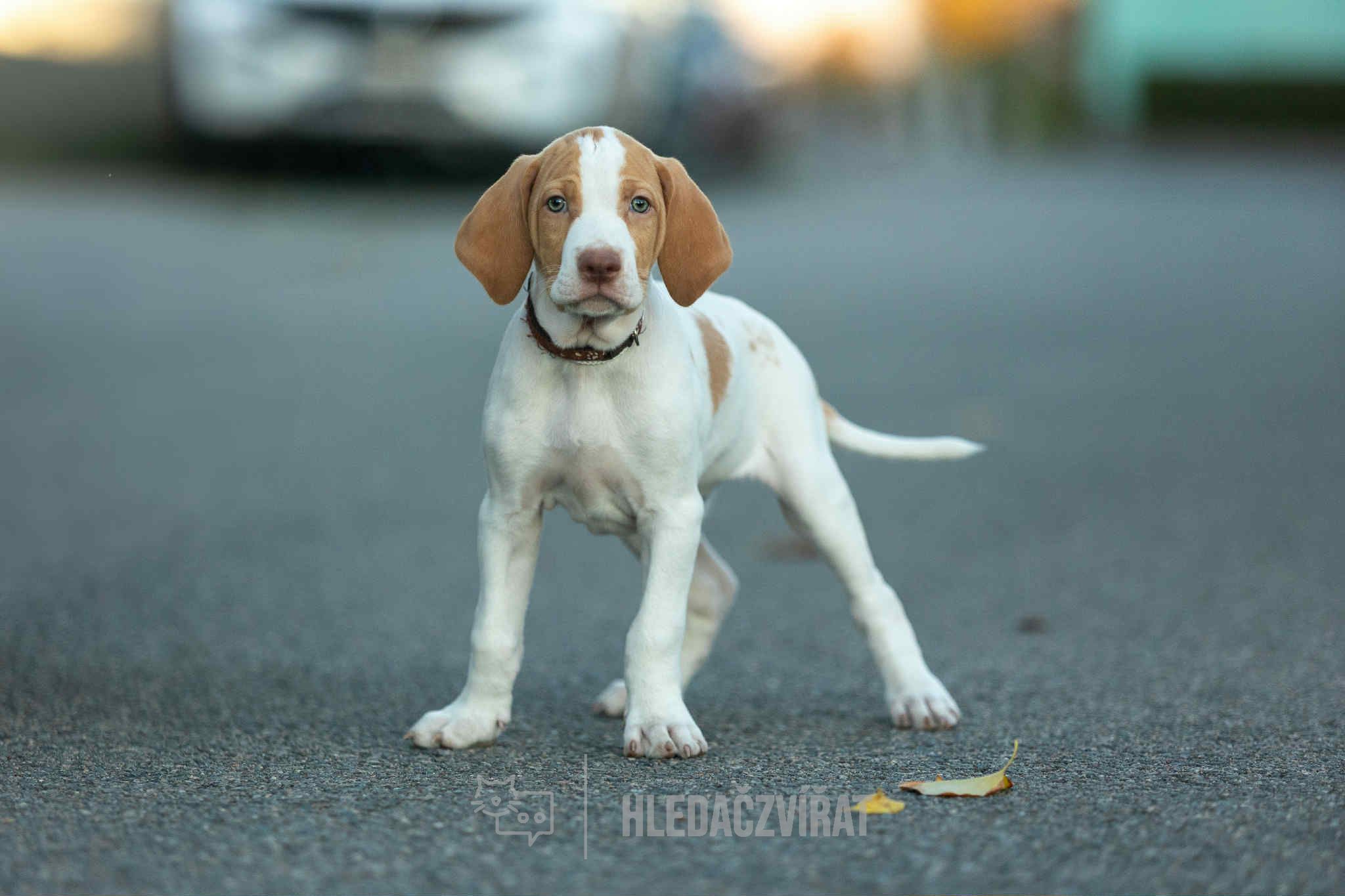 Saintgermainský krátkosrstý ohař, skupina Ohaři