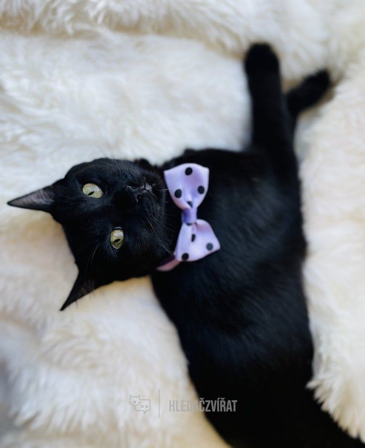 Domácí kočka, skupina Domácí kočky (ostatní/kříženci)