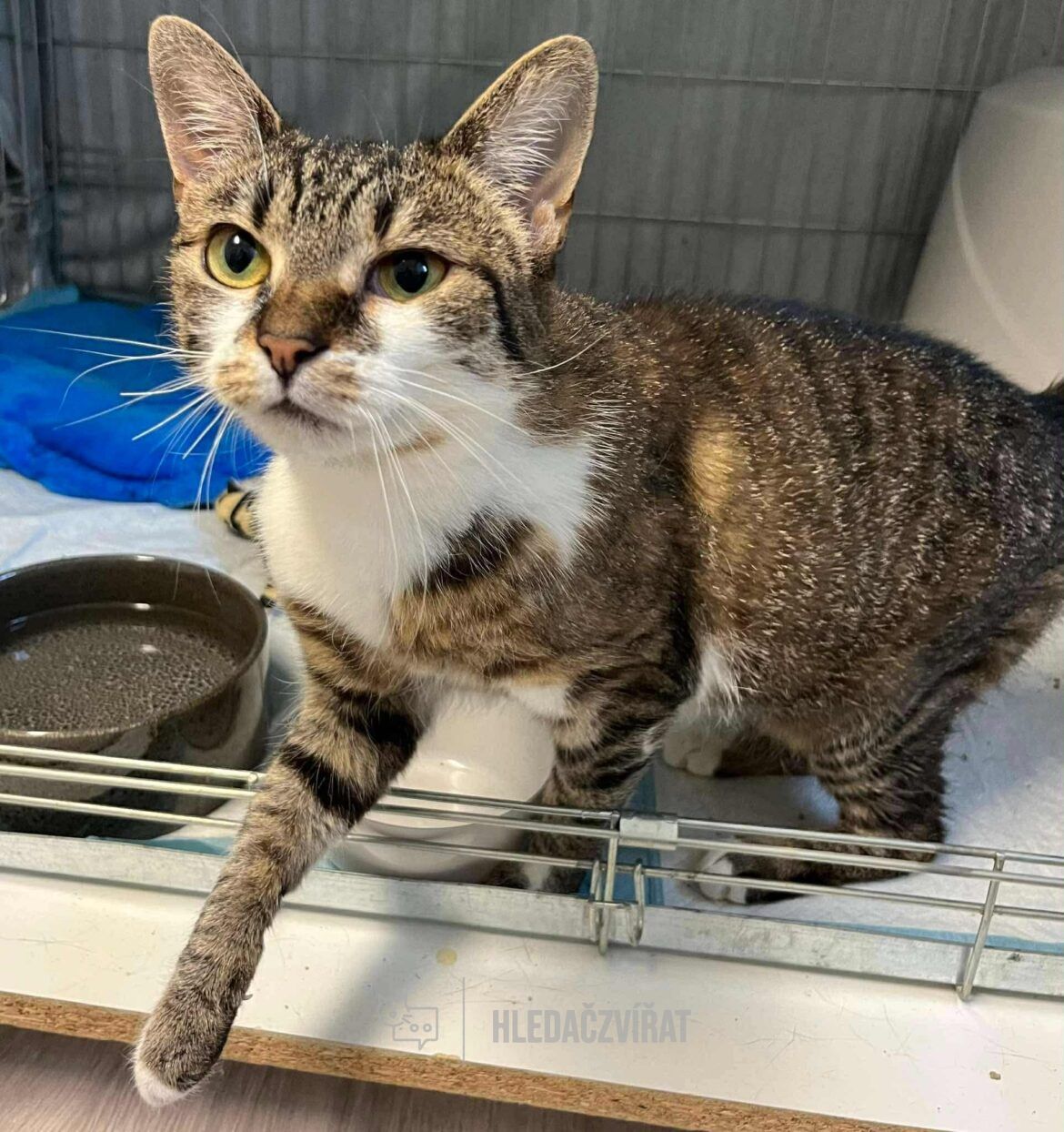 Domácí kočka, skupina Domácí kočky (ostatní/kříženci)