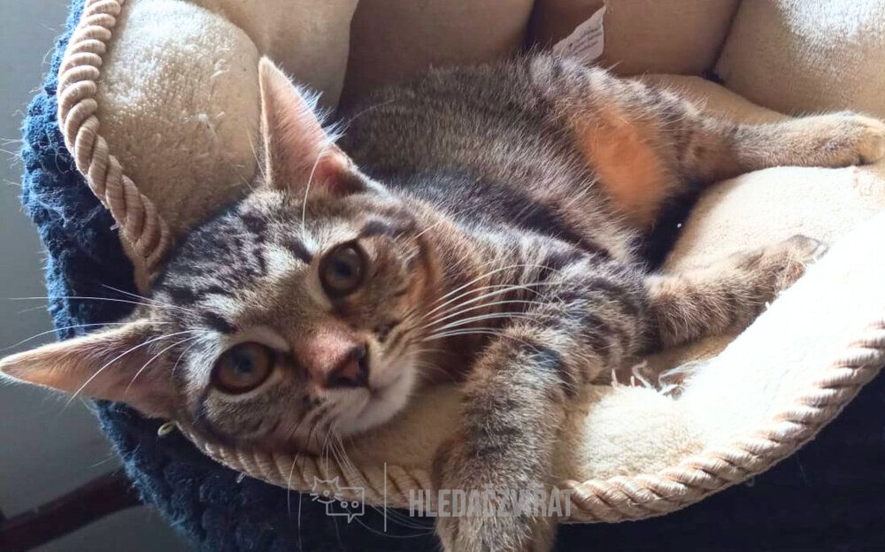 Kříženec, skupina Domácí kočky (ostatní/kříženci)