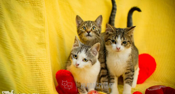 Domácí kočka, skupina Domácí kočky (ostatní/kříženci)