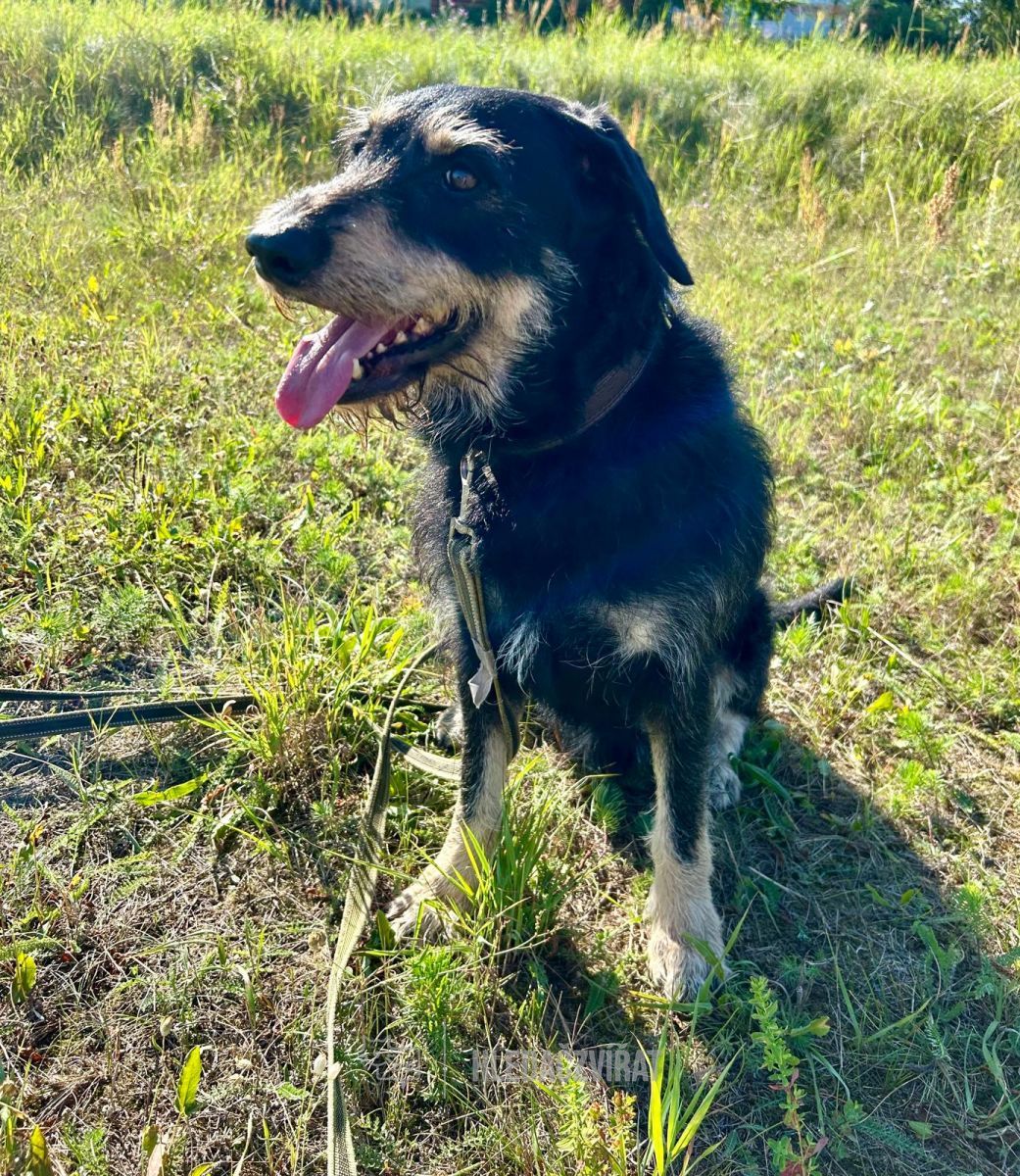 Český fousek, skupina Ohaři