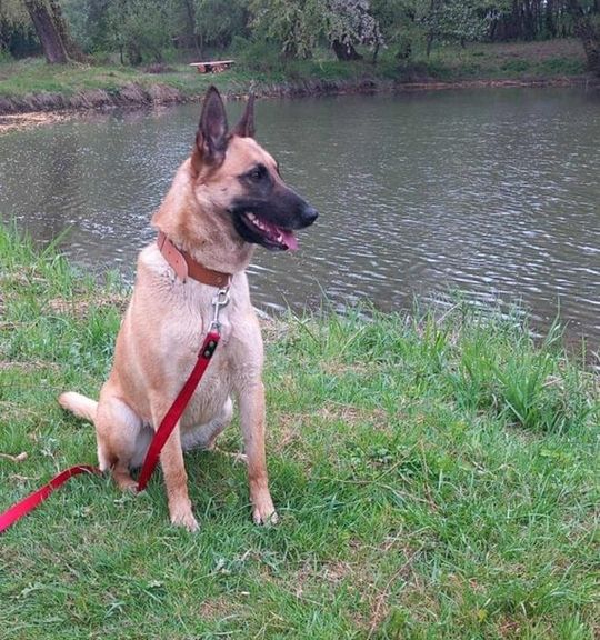 K adopci pes: Belgický ovčák - Malinois Lussy k adopci z útulku AzylProPsyBojkovice