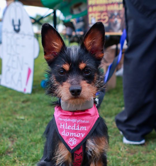 K adopci pes: Yorkšírský teriér - Brownie- adoptovaný z útulku pes-nejvernejsi-pritel