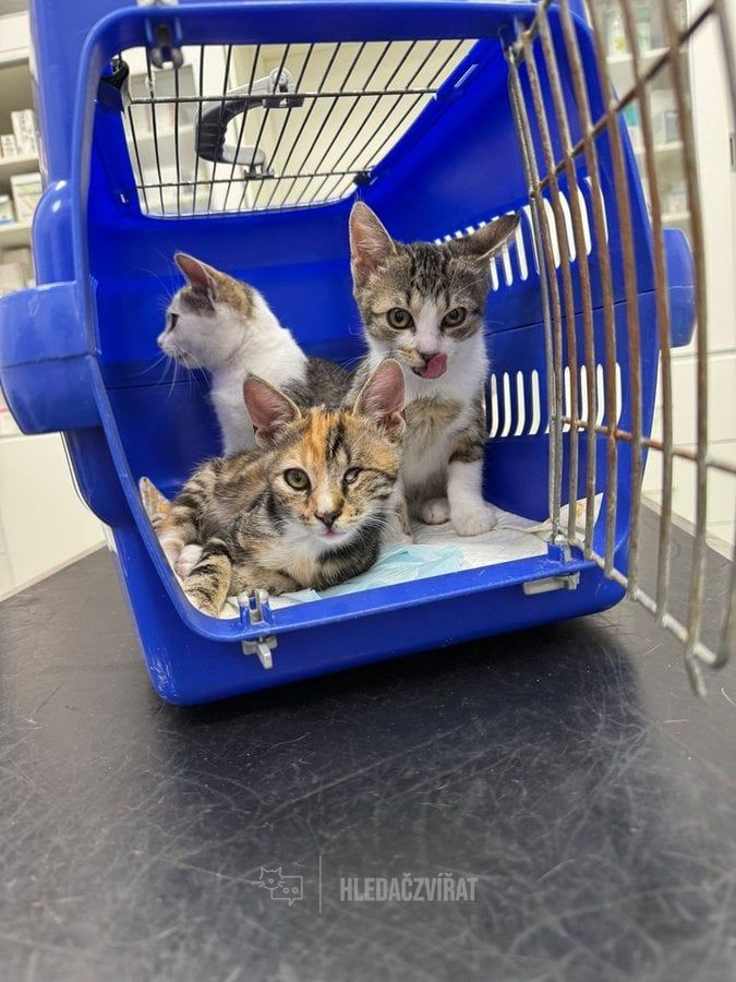 Domácí kočka, skupina Domácí kočky (ostatní/kříženci)