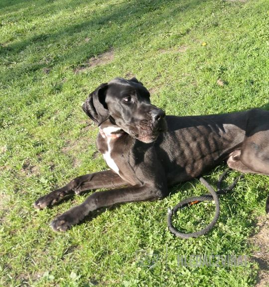 K adopci pes: Německá doga - Ňuníček z útulku azyldejpac