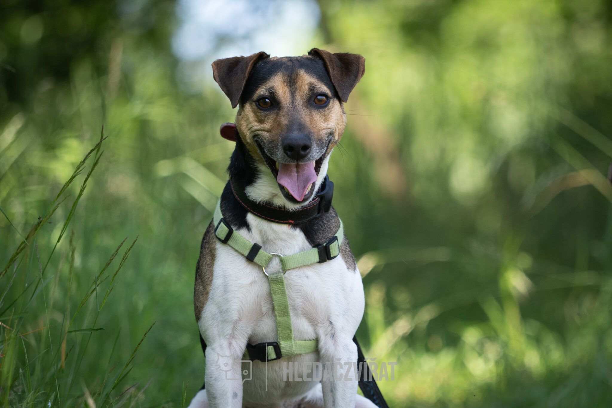 Jack Russell teriér, skupina Teriéři