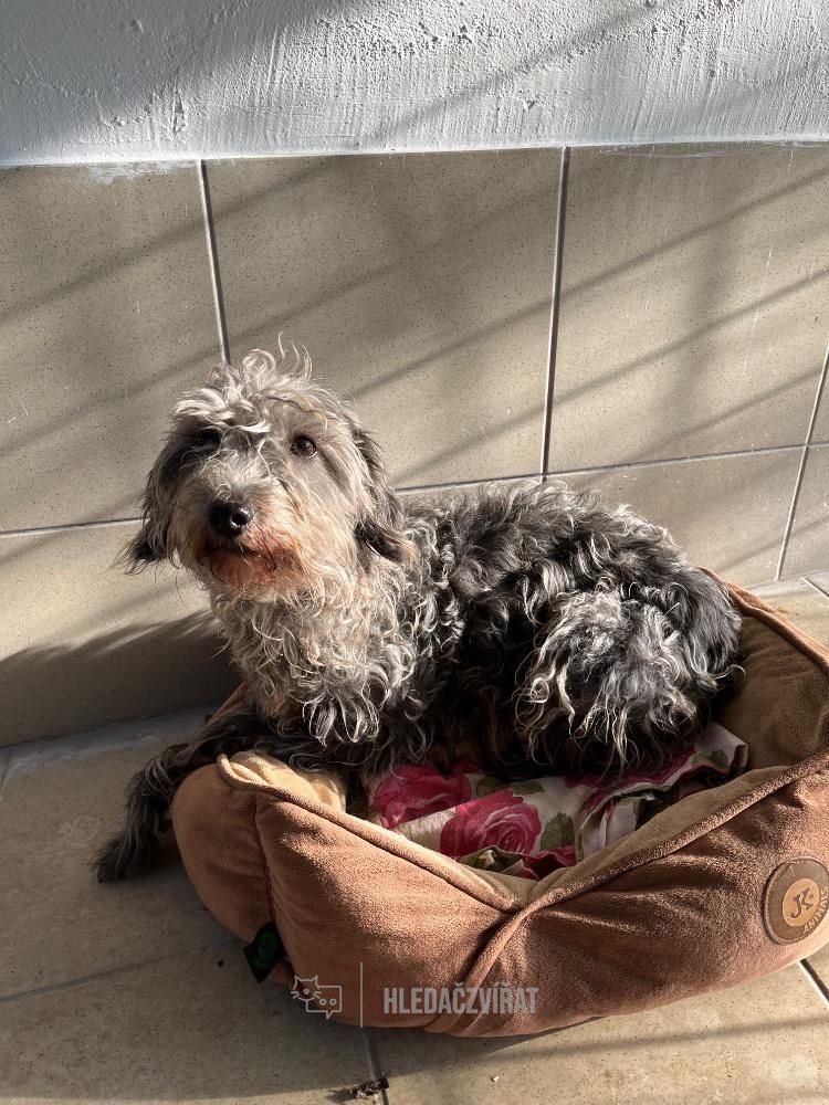 Kříženec, skupina Ostatní plemena a kříženci