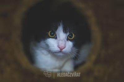 Domácí kočka, skupina Domácí kočky (ostatní/kříženci)