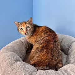 Domácí kočka, skupina Domácí kočky (ostatní/kříženci)