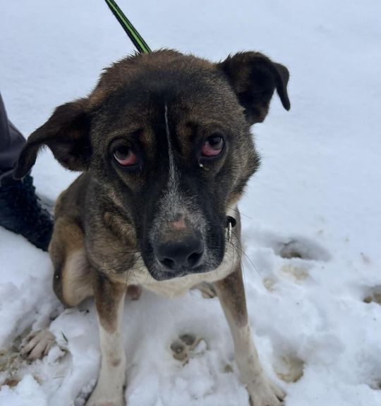 K adopci pes: Kříženec - Eminem z útulku AniDef