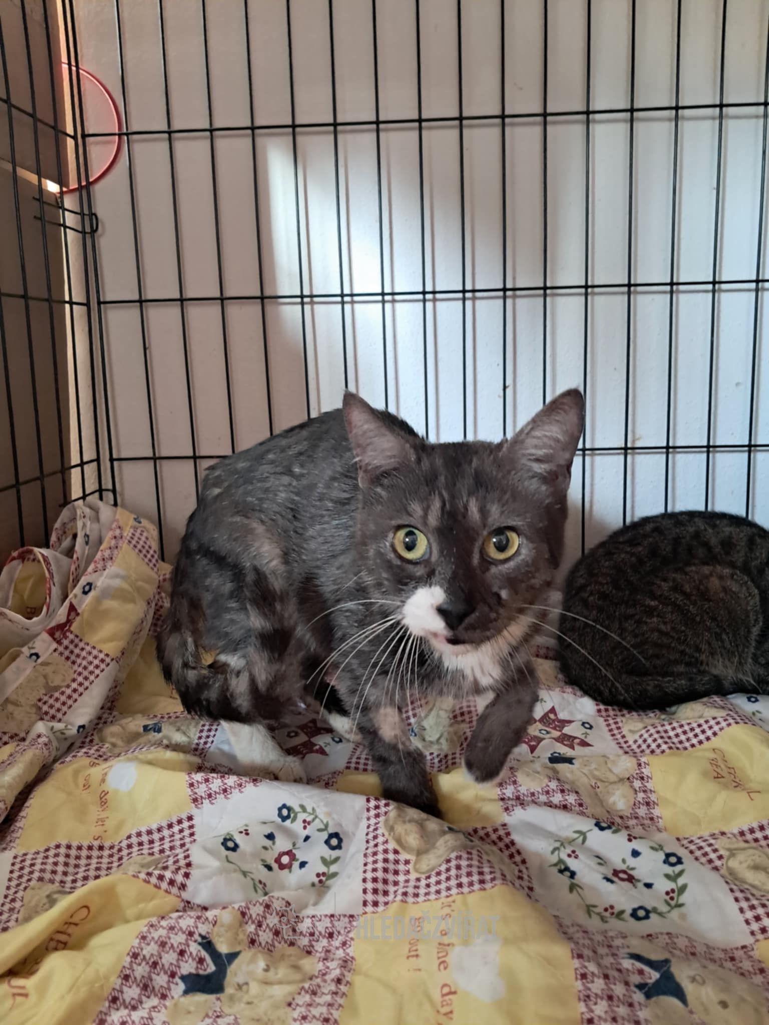 Evropská kočka, skupina Krátkosrsté a somálské kočky