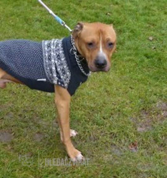 K adopci pes: Americký stafordširský teriér - Apollo z útulku utulekcheb