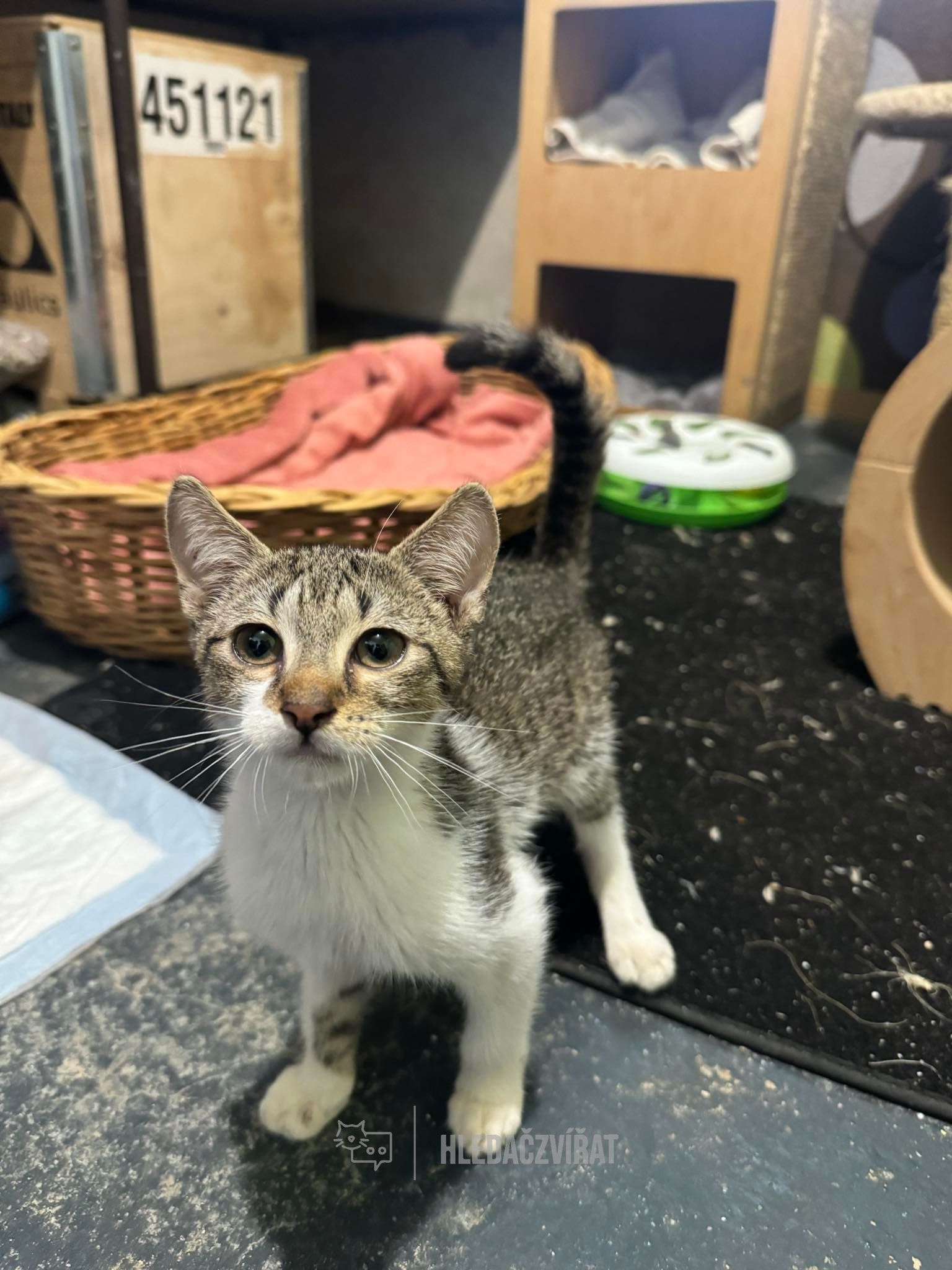 Domácí kočka, skupina Domácí kočky (ostatní/kříženci)