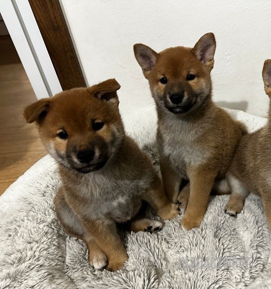 Na prodej pes: Shiba Inu. Inzerát názvem Shiba s PP k odběru od Tribona Kennel od chovatelské stanice tribona-kennel