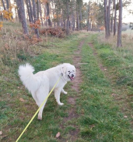 K adopci pes: Slovenský čuvač - Bolt z útulku domov-fauny