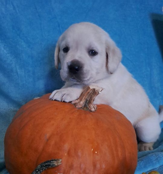 Na prodej pes: Labradorský retriever. Inzerát názvem Labradorský retrívr od chovatelské stanice chs-ledove-more