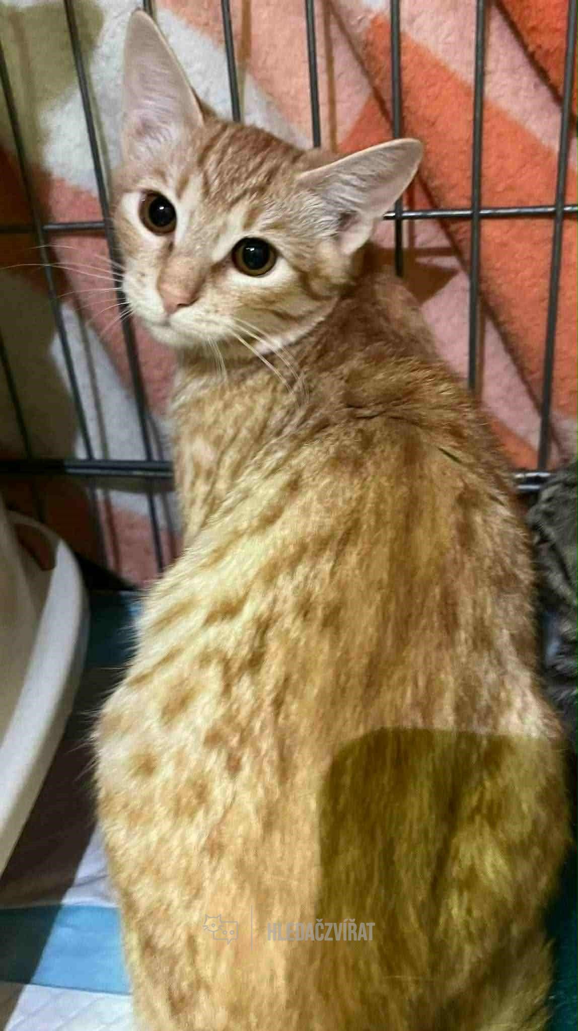 Domácí kočka, skupina Domácí kočky (ostatní/kříženci)