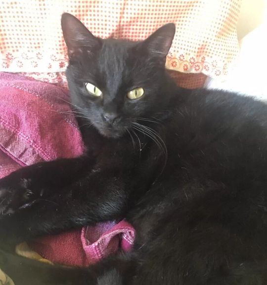 Domácí kočka, Domácí kočky (ostatní/kříženci)