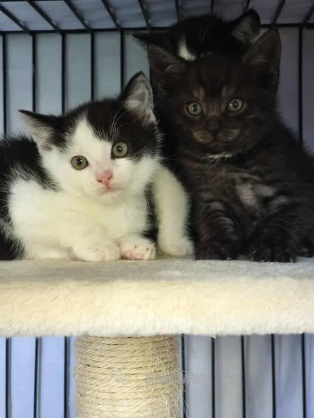 Domácí kočka, skupina Domácí kočky (ostatní/kříženci)