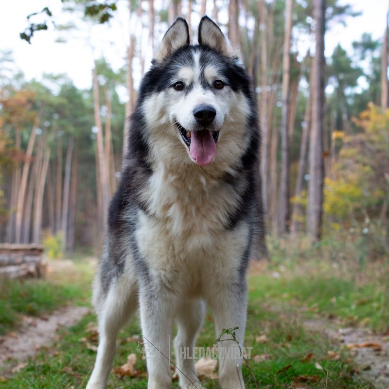 Aljašský malamut, skupina Špicové a tzv. primitivní plemena