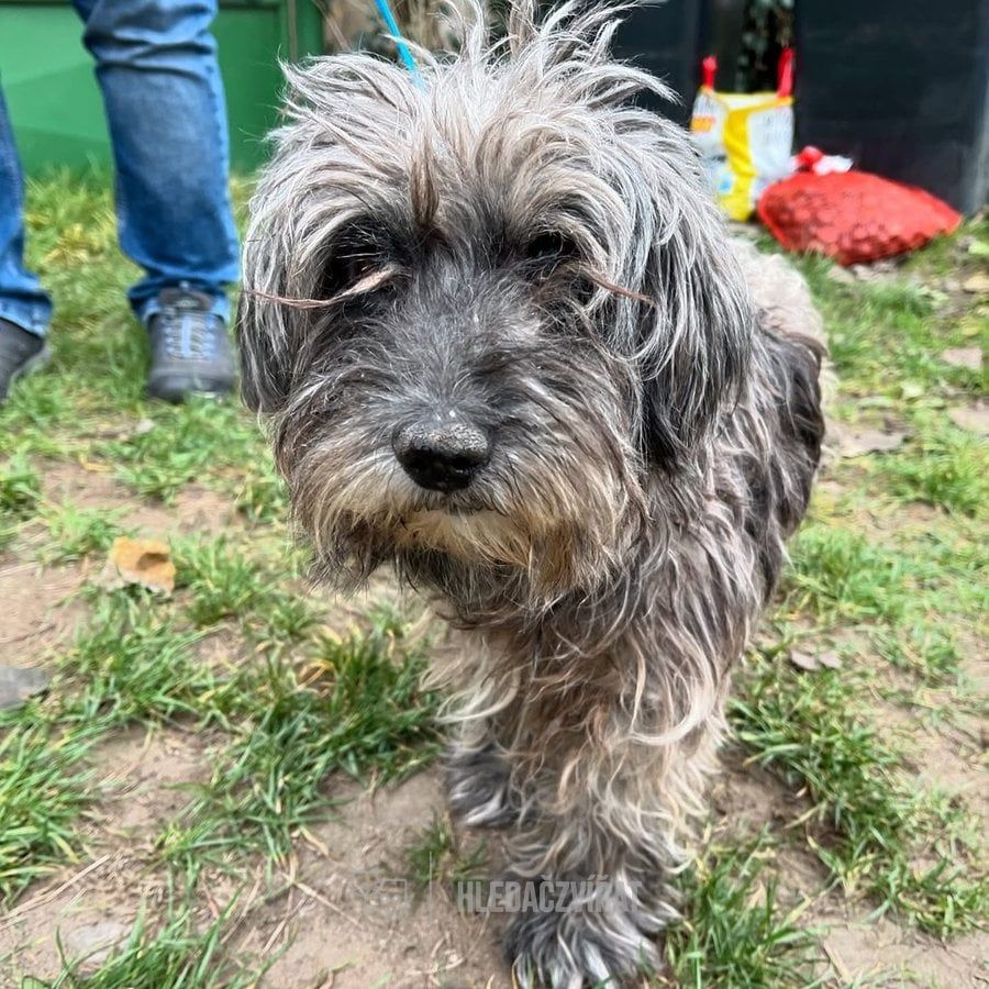 Kříženec, skupina Ostatní plemena a kříženci